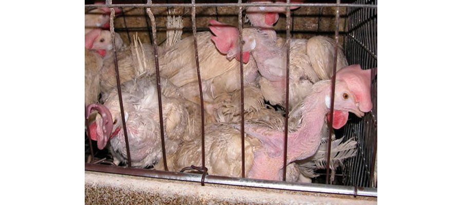 Image:"Le Vivre Ensemble" supprimé de Radio Libertaire pour "antispécisme"